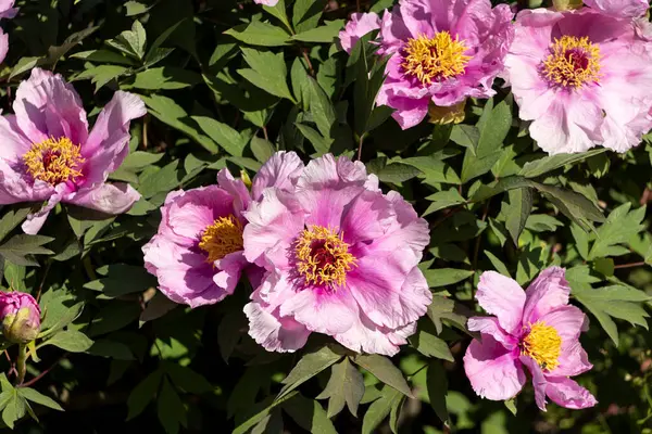 Güzel büyük pembe ağaçlı şakayık çiçeği. Büyük beyaz taç yaprakları, sarı erkek çiçekleri ve güneşli bir günde yeşil yapraklarla çiçek açan şakayık çiçekleri. Bahar çiçekleri açıyor. Çiçekçilik. Çiçek açmış..