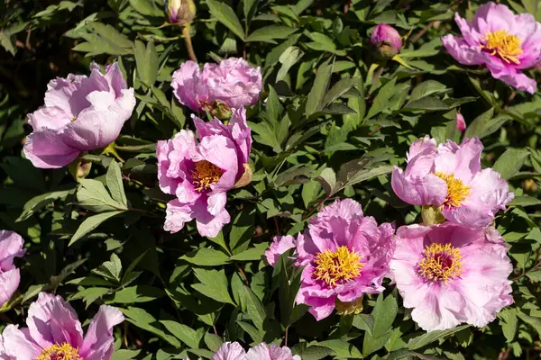 Güzel büyük pembe ağaçlı şakayık çiçeği. Büyük beyaz taç yaprakları, sarı erkek çiçekleri ve güneşli bir günde yeşil yapraklarla çiçek açan şakayık çiçekleri. Bahar çiçekleri açıyor. Çiçekçilik. Çiçek açmış..