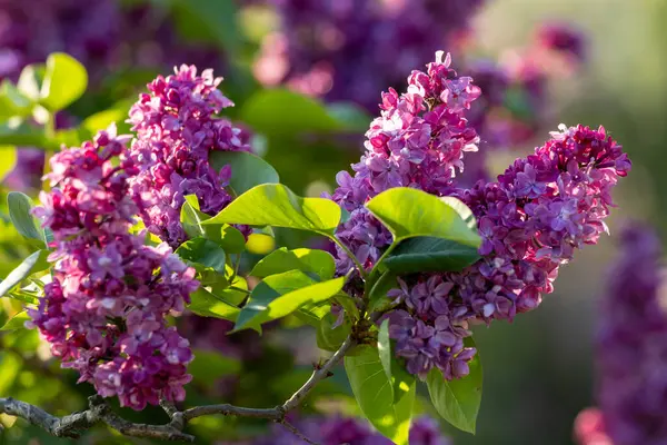Güzel leylak çiçekleri. Çalılıklarda mor leylak çiçekleri, bahar zamanı arka plan.