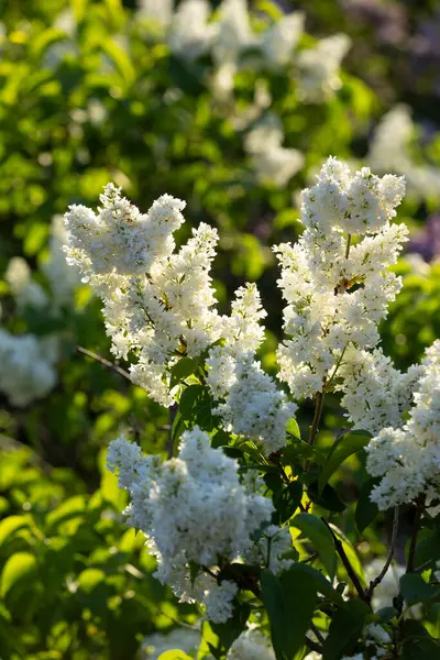 Güzel leylak çiçekleri. Çalılıklarda beyaz leylak çiçekleri, bahar zamanı arka plan.