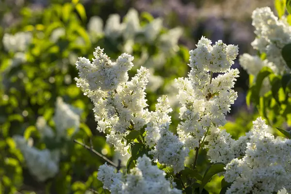Güzel leylak çiçekleri. Çalılıklarda beyaz leylak çiçekleri, bahar zamanı arka plan.