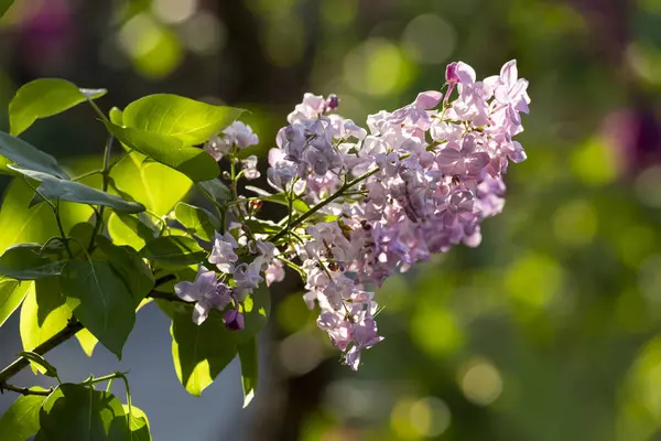 Güzel leylak çiçekleri. Çalılıklarda mor leylak çiçekleri, bahar zamanı arka plan.