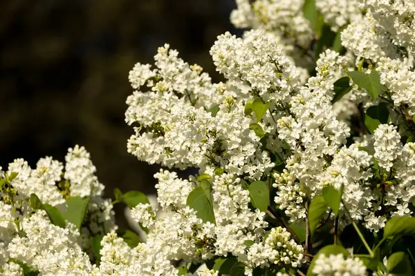 Güzel leylak çiçekleri. Çalılıklarda beyaz leylak çiçekleri, bahar zamanı arka plan.