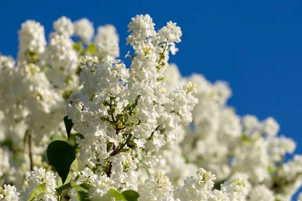 Güzel leylak çiçekleri. Çalılıklarda beyaz leylak çiçekleri, bahar zamanı arka plan.
