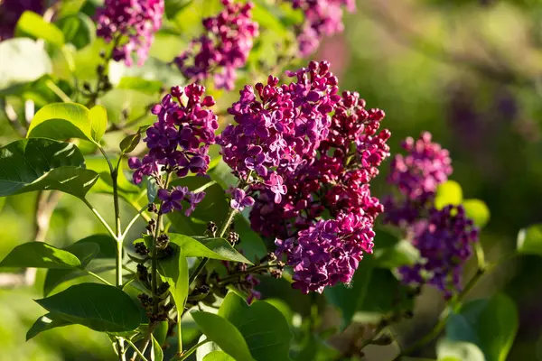 Güzel leylak çiçekleri. Çalılıklarda mor leylak çiçekleri, bahar zamanı arka plan.