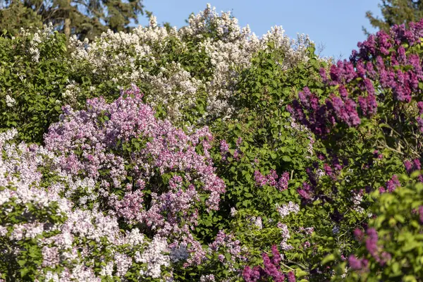 Güzel leylak çiçekleri. Çalılıklarda mor leylak çiçekleri, bahar zamanı arka plan.