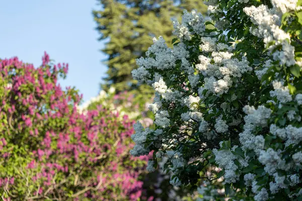Güzel leylak çiçekleri. Çalılıklarda mor leylak çiçekleri, bahar zamanı arka plan.