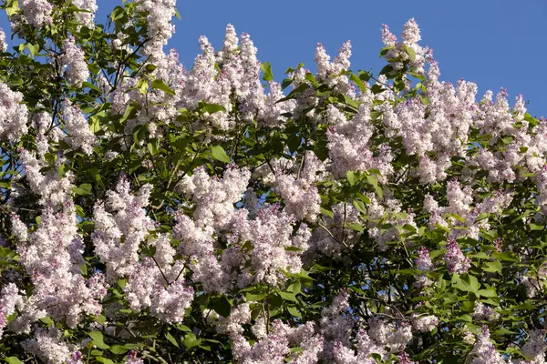 Güzel leylak çiçekleri. Çalılıklarda mor leylak çiçekleri, bahar zamanı arka plan.