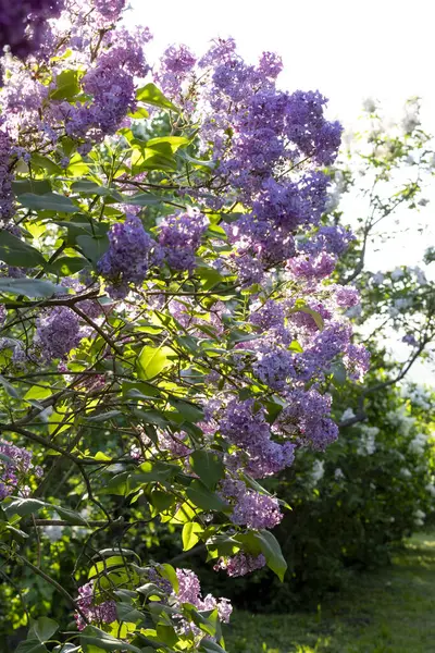 Güzel leylak çiçekleri. Çalılıklarda mor leylak çiçekleri, bahar zamanı arka plan.