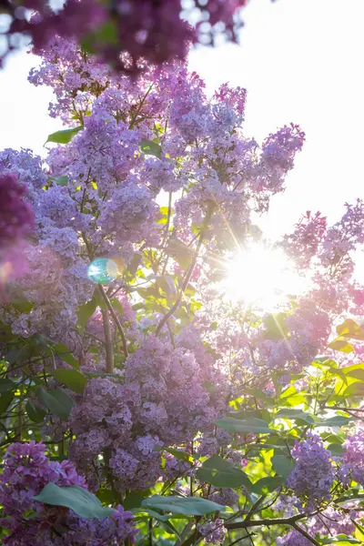 Güzel leylak çiçekleri. Çalılıklarda mor leylak çiçekleri, bahar zamanı arka plan.