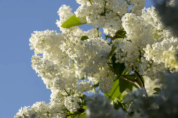 Güzel leylak çiçekleri. Çalılıklarda beyaz leylak çiçekleri, bahar zamanı arka plan.
