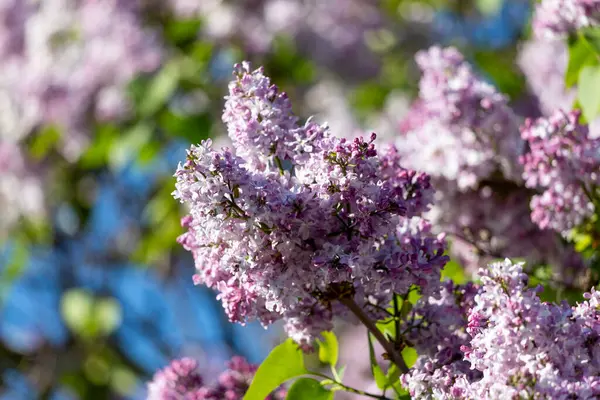 Güzel leylak çiçekleri. Çalılıklarda mor leylak çiçekleri, bahar zamanı arka plan.