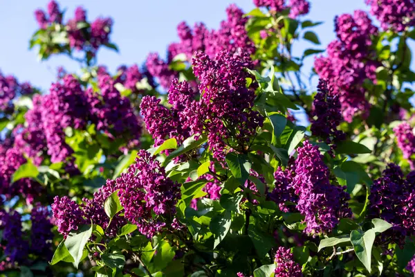 Güzel leylak çiçekleri. Çalılıklarda mor leylak çiçekleri, bahar zamanı arka plan.