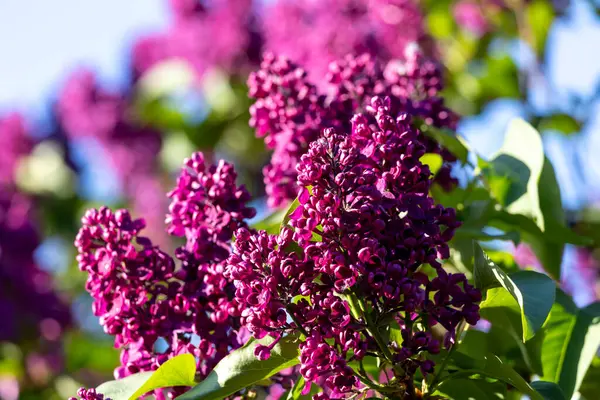 Güzel leylak çiçekleri. Çalılıklarda mor leylak çiçekleri, bahar zamanı arka plan.