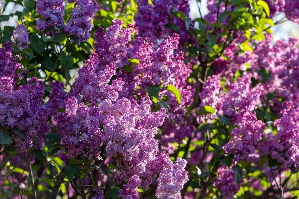 Güzel leylak çiçekleri. Çalılıklarda mor leylak çiçekleri, bahar zamanı arka plan.