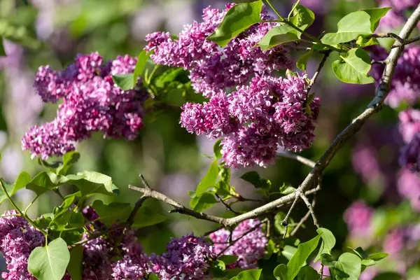 Güzel leylak çiçekleri. Çalılıklarda mor leylak çiçekleri, bahar zamanı arka plan.