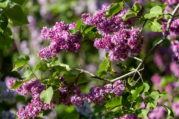 Güzel leylak çiçekleri. Çalılıklarda mor leylak çiçekleri, bahar zamanı arka plan.