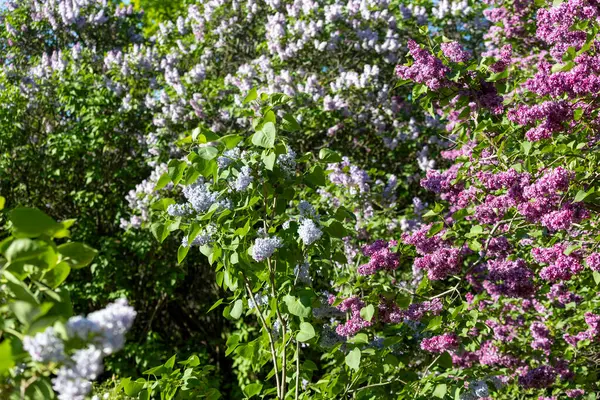 Güzel leylak çiçekleri. Çalılıklarda mor leylak çiçekleri, bahar zamanı arka plan.