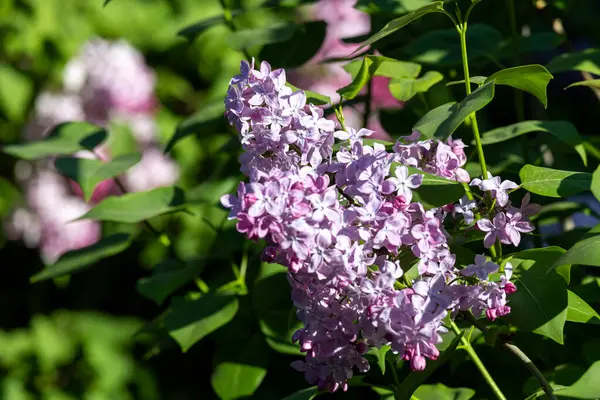 Güzel leylak çiçekleri. Çalılıklarda mor leylak çiçekleri, bahar zamanı arka plan.