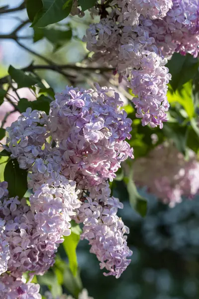 Güzel leylak çiçekleri. Çalılıklarda mor leylak çiçekleri, bahar zamanı arka plan.