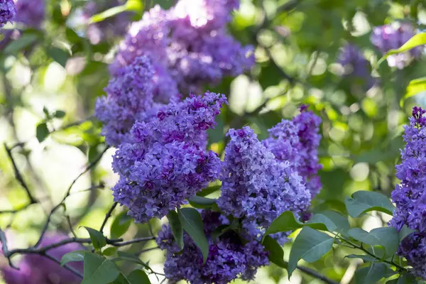 Güzel leylak çiçekleri. Çalılıklarda mor leylak çiçekleri, bahar zamanı arka plan.