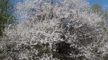 Güneşli bir bahar gününde güzel bir çiçek ağacı.