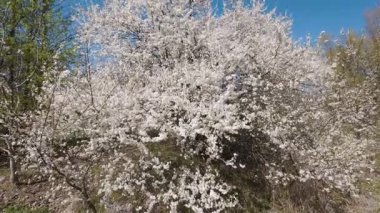 Güneşli bir bahar gününde güzel bir çiçek ağacı.