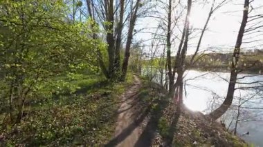 Bahar ormanı, nehir boyunca yürümek. Ağaçlarda taze yeşillik. Parlak güneşli bir gün.