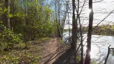 Bahar ormanı, nehir boyunca yürümek. Ağaçlarda taze yeşillik. Parlak güneşli bir gün.