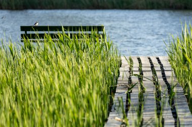 Sakin nehrin üzerine uzanan, uzun yeşil kamışlarla çevrili, basit bir bankı olan boş bir ahşap iskele. Huzurlu ortam, durgun suların ve yumuşak seslerin arasında sessiz bir yansımayı davet ediyor..