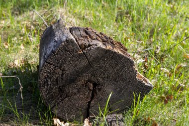 Güneşli bir günde ormanda kuru bir kütük. Tahta parçası. Tahta doku. Kütük çimlerin üzerinde yatıyor.