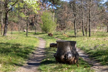 Yalnız bir ağaç kütüğü bir orman yolunda sıkıca duruyor, yolu kısmen tıkıyor. Ağaçlar ve gölgelerle çevrelenmiş, kırsal, dokunulmamış bir dokunuş ekliyor orman patikasına.