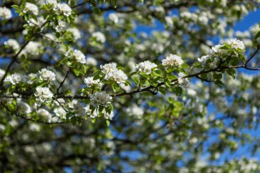 Çiçek açmış güzel bir elma ya da armut ağacı berrak mavi gökyüzünün altında zarif bir şekilde duruyor, huzurlu bir bahar gününde ılık güneş ışığı altında, tazelik ve doğal cazibe yayıyor..