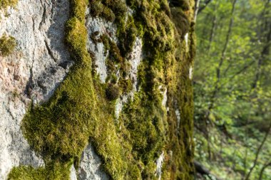 Yosun kaplı bir yığın kaya, dağlık bir bölgede, yabani otlar ve engebeli arazilerle çevrili bir yerde sessizce duruyor. Yeşil yosun, açık gökyüzünün altındaki gri taşlarla çelişiyor..