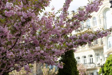 Güzel pembe bahar dalları Kiraz çiçekleri, yakından, Japon Sakura