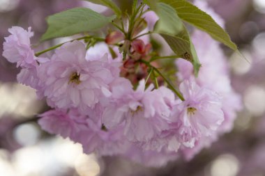 Güzel pembe bahar dalları Kiraz çiçekleri, yakından, Japon Sakura