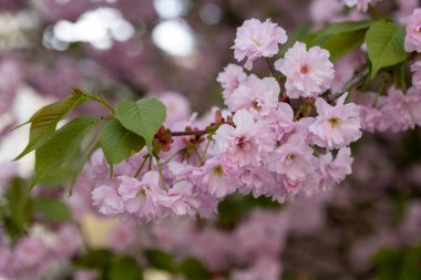Güzel pembe bahar dalları Kiraz çiçekleri, yakından, Japon Sakura