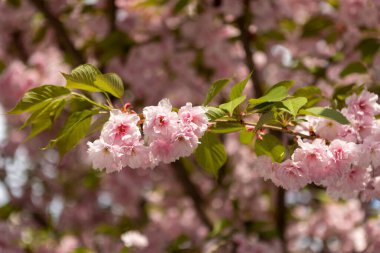 Güzel pembe bahar dalları Kiraz çiçekleri, yakından, Japon Sakura