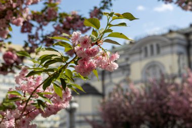 Güzel pembe bahar dalları Kiraz çiçekleri, yakından, Japon Sakura
