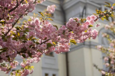 Güzel pembe bahar dalları Kiraz çiçekleri, yakından, Japon Sakura