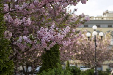 Güzel pembe bahar dalları Kiraz çiçekleri, yakından, Japon Sakura