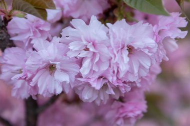 Güzel pembe bahar dalları Kiraz çiçekleri, yakından, Japon Sakura