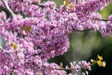 Bahar bahçesinde çiçek açan Cercis chinensis Avondale (Çin kırmızısı tomurcuğu). Pembe çiçekler, yakın çekim. Pembe çiçek arkaplanı