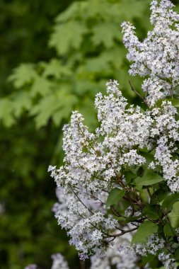 Güzel çiçek açan leylak dalı, sakin bir bahar gününde, canlı leylak çiçeklerinin yemyeşil arka planıyla çevrili meltemde sallanıyor..