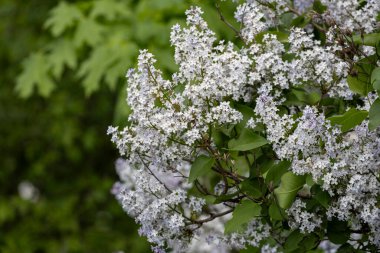 Güzel çiçek açan leylak dalı, sakin bir bahar gününde, canlı leylak çiçeklerinin yemyeşil arka planıyla çevrili meltemde sallanıyor..