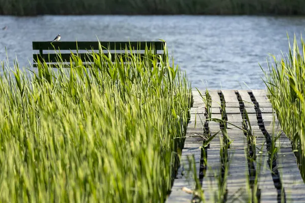 Sakin nehrin üzerine uzanan, uzun yeşil kamışlarla çevrili, basit bir bankı olan boş bir ahşap iskele. Huzurlu ortam, durgun suların ve yumuşak seslerin arasında sessiz bir yansımayı davet ediyor..