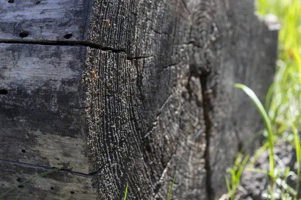 Güneşli bir günde ormanda kuru bir kütük. Tahta parçası. Tahta doku. Kütük çimlerin üzerinde yatıyor.