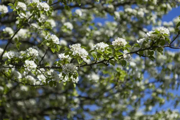 Çiçek açmış güzel bir elma ya da armut ağacı berrak mavi gökyüzünün altında zarif bir şekilde duruyor, huzurlu bir bahar gününde ılık güneş ışığı altında, tazelik ve doğal cazibe yayıyor..