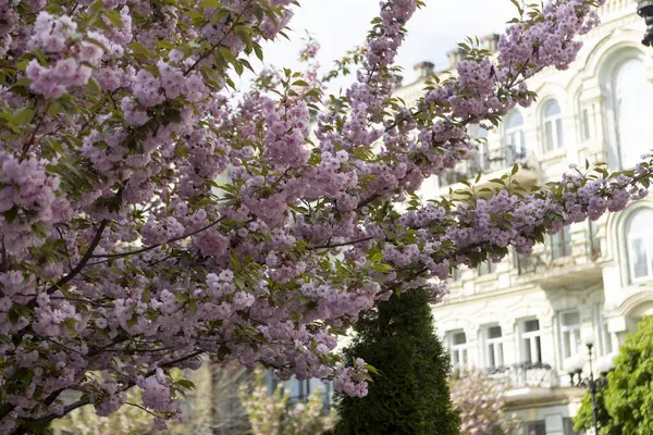 Güzel pembe bahar dalları Kiraz çiçekleri, yakından, Japon Sakura