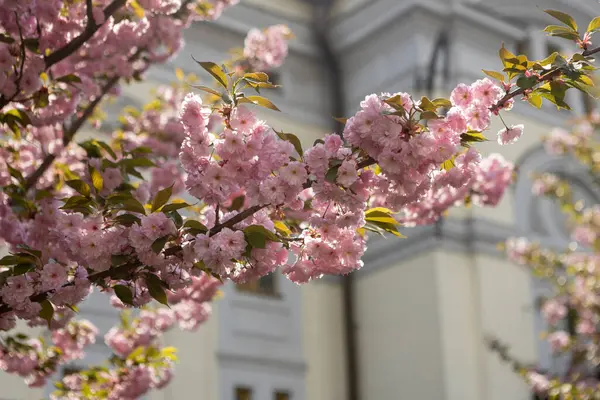 Güzel pembe bahar dalları Kiraz çiçekleri, yakından, Japon Sakura